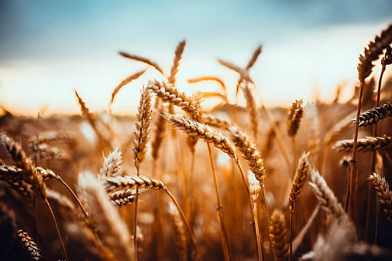 Cultivo de trigo en un campo dorado bajo el sol.