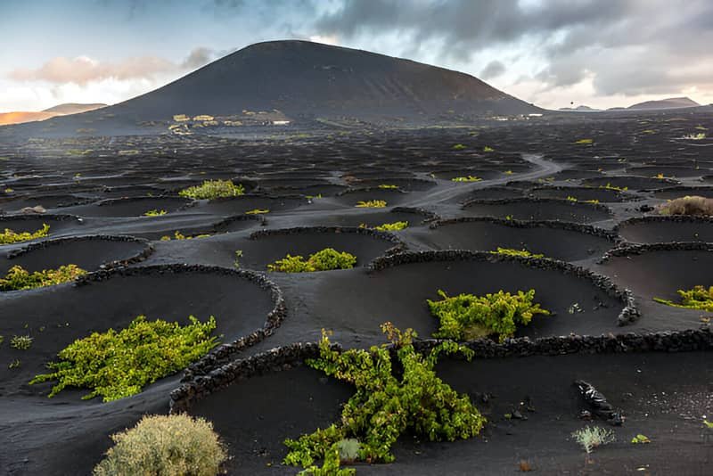 Viñedos en Lanzarote con su característico cultivo en hoyos.