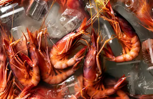 Camarones enfriándose en agua fría con hielo